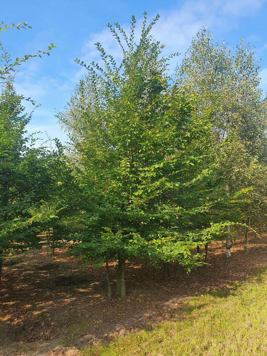 Carpinus betulus meerstammig / struik meerstammig