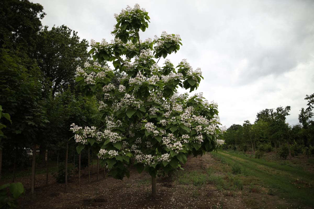 Catalpa bignonioides solitair solitair