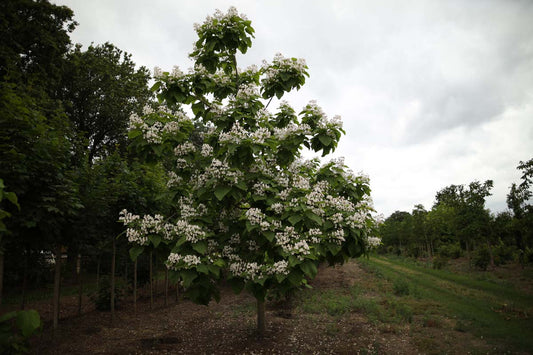 Catalpa bignonioides solitair solitair