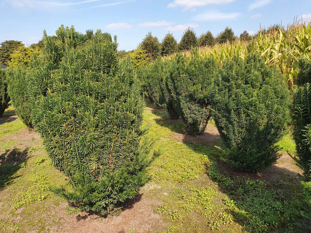 Cephalotaxus harringtonii 'Fastigiata' solitair