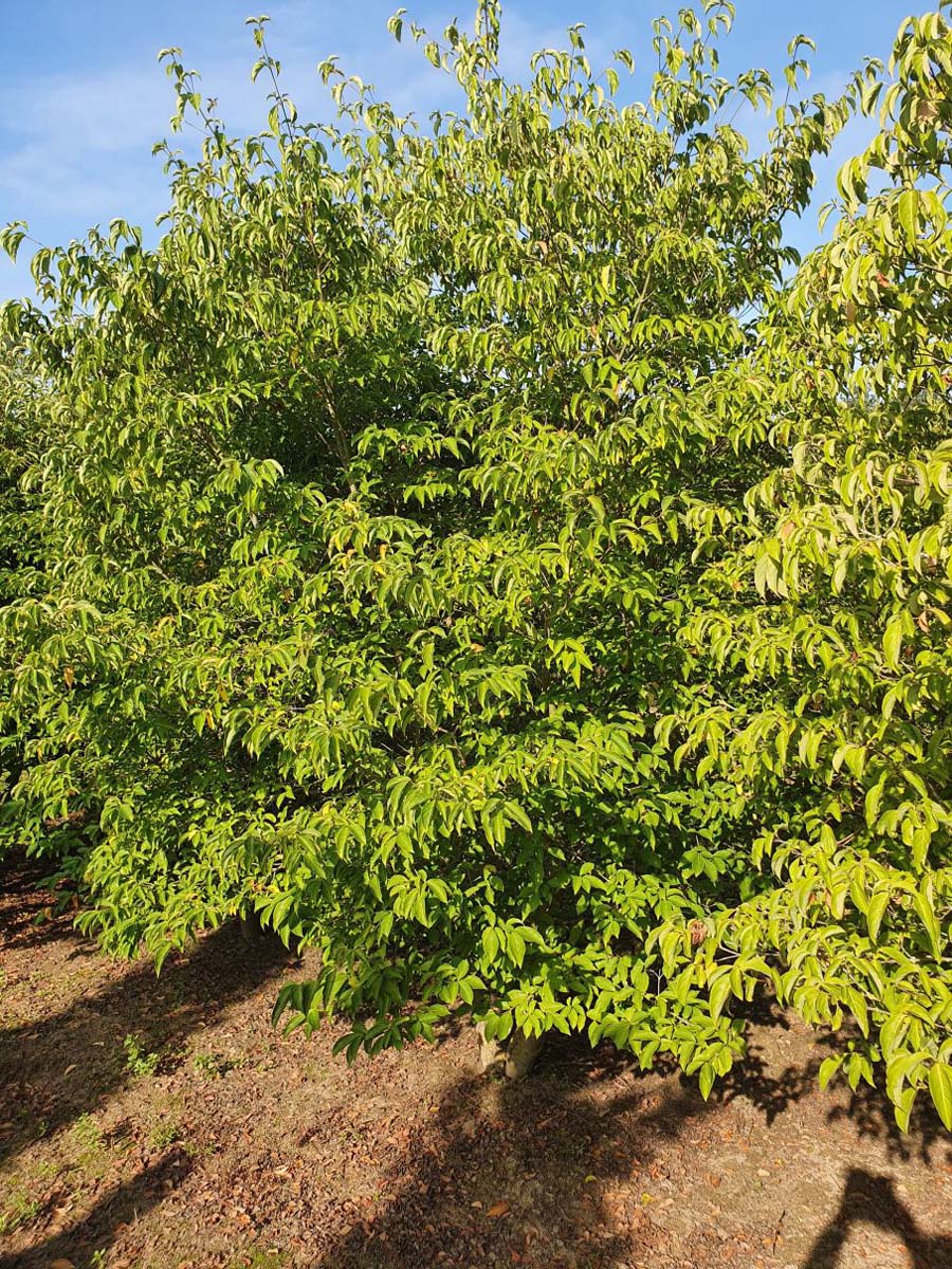 Cornus 'Norman Hadden' meerstammig / struik struik