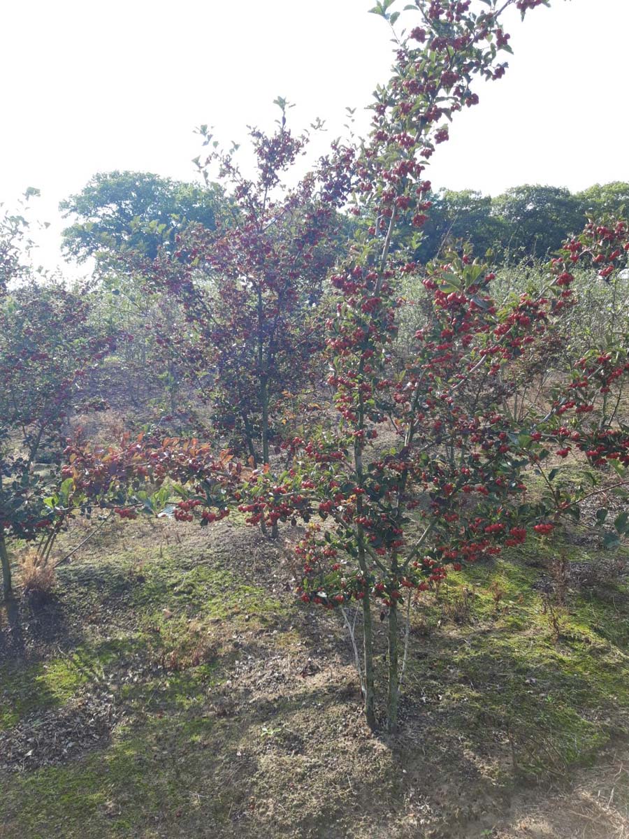 Crataegus persimilis 'Splendens' meerstammig / struik struik