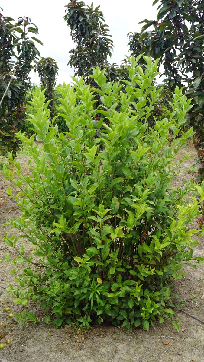 Euonymus planipes meerstammig / struik struik