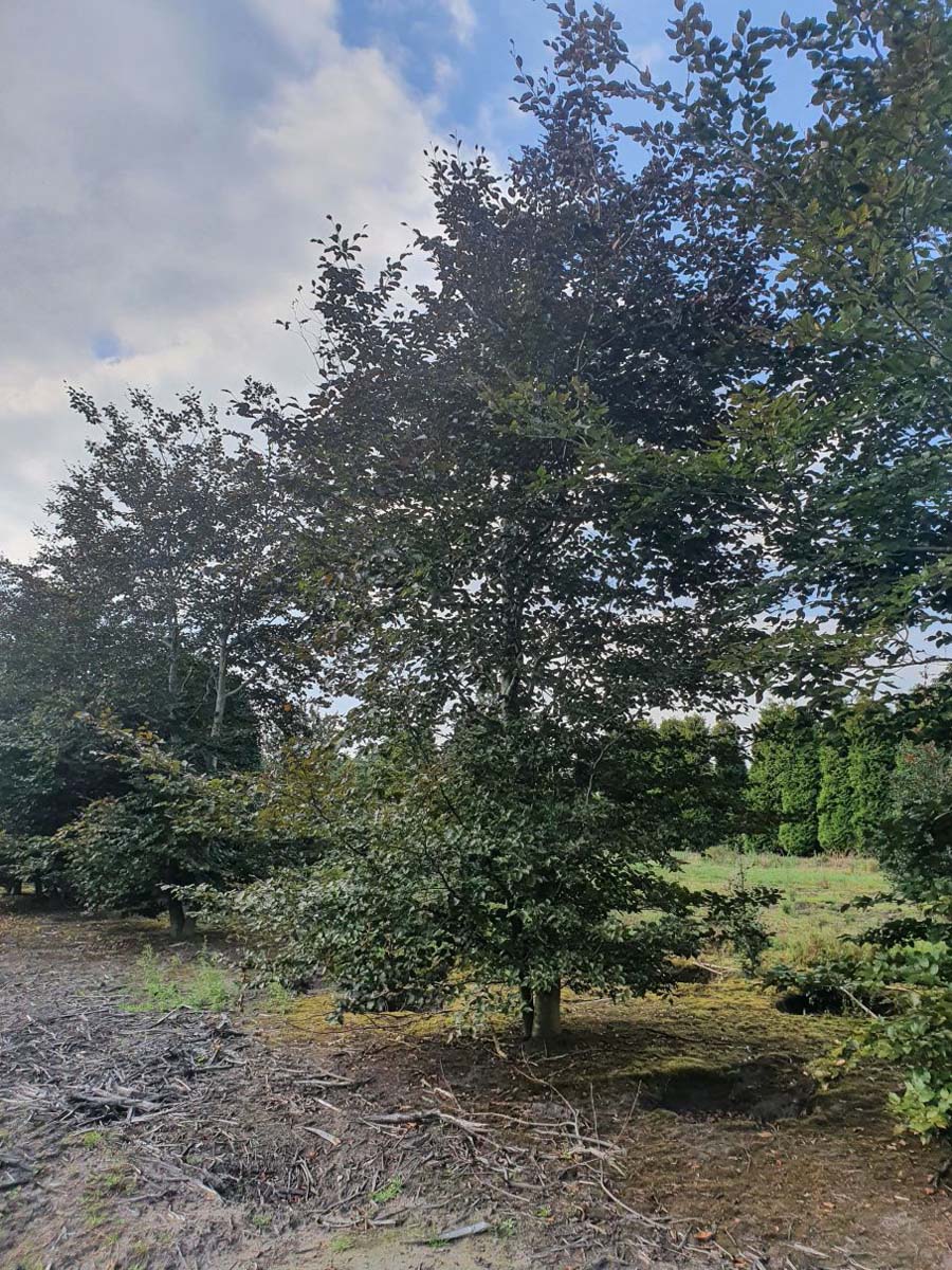 Fagus sylvatica 'Atropunicea' meerstammig / struik meerstammig