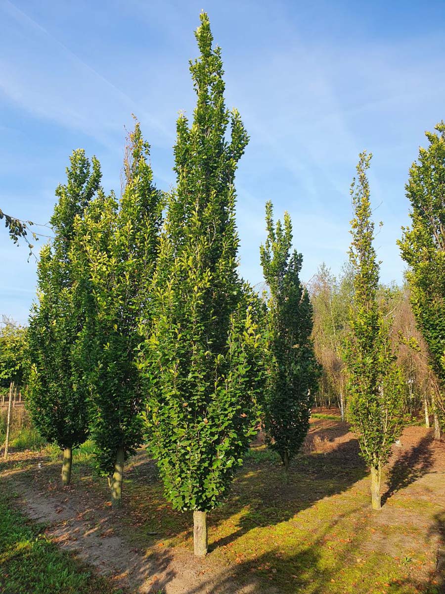 Fagus sylvatica 'Dawyck Gold' op stam geveerd