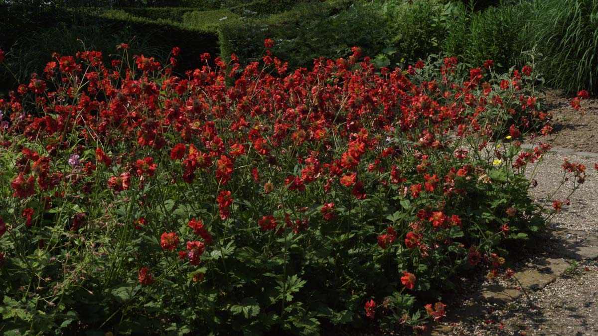 Geum chiloense 'Mrs Bradshaw' tuinplant