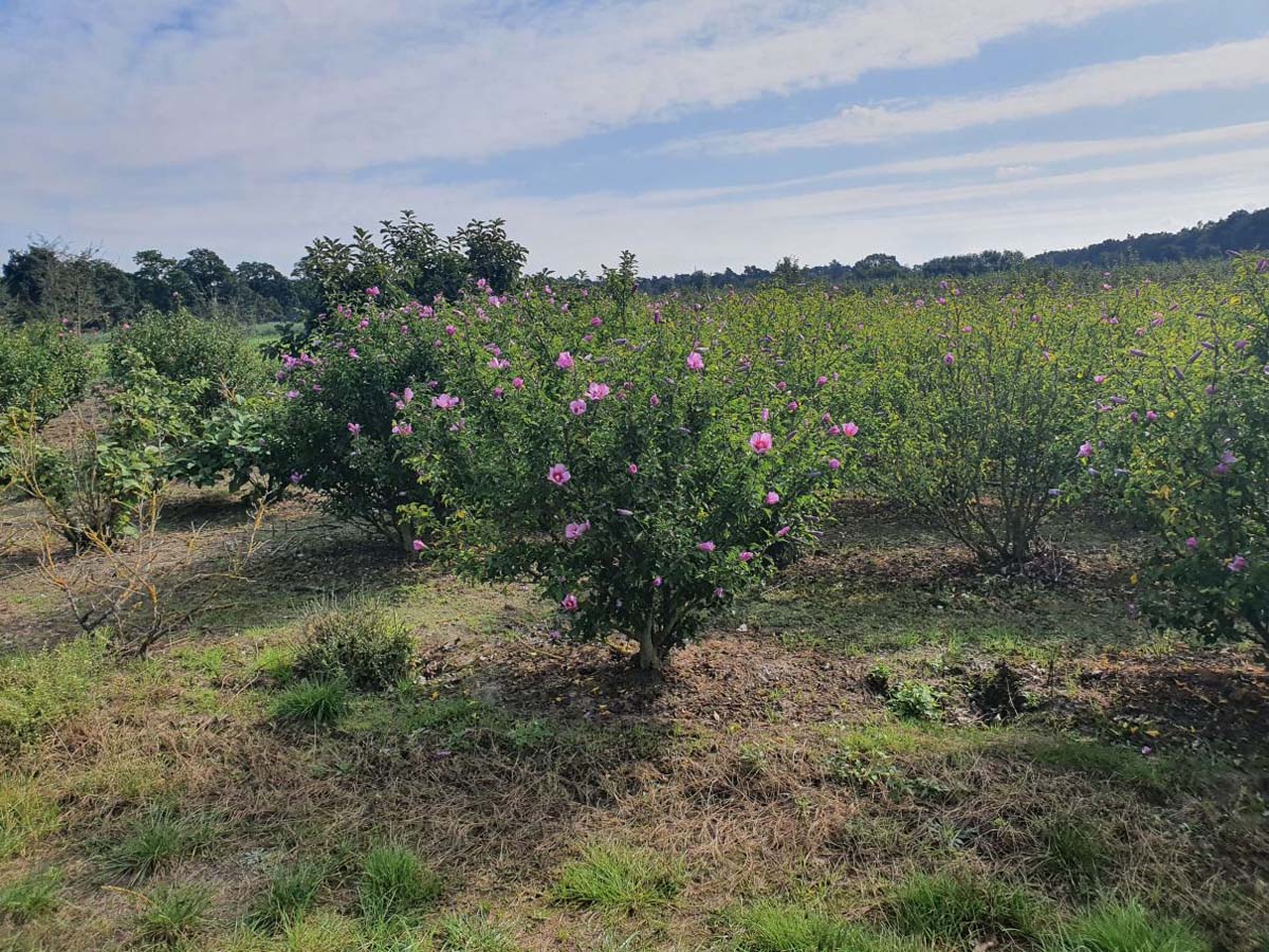 Hibiscus syriacus 'Maike' meerstammig / struik struik