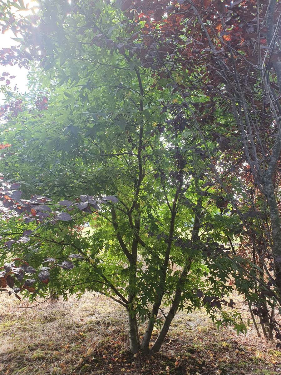 Liquidambar styraciflua 'Worplesdon' meerstammig / struik meerstammig
