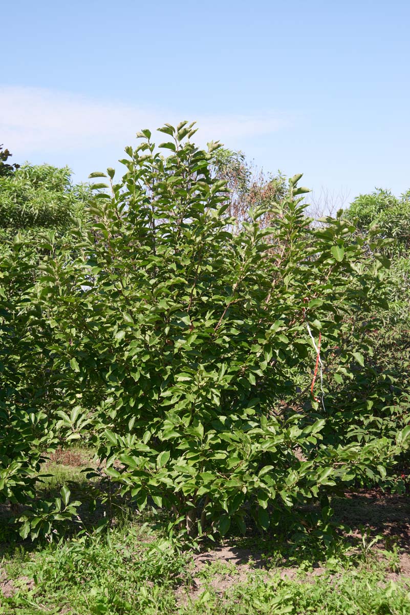 Magnolia soulangeana meerstammig / struik meerstammig