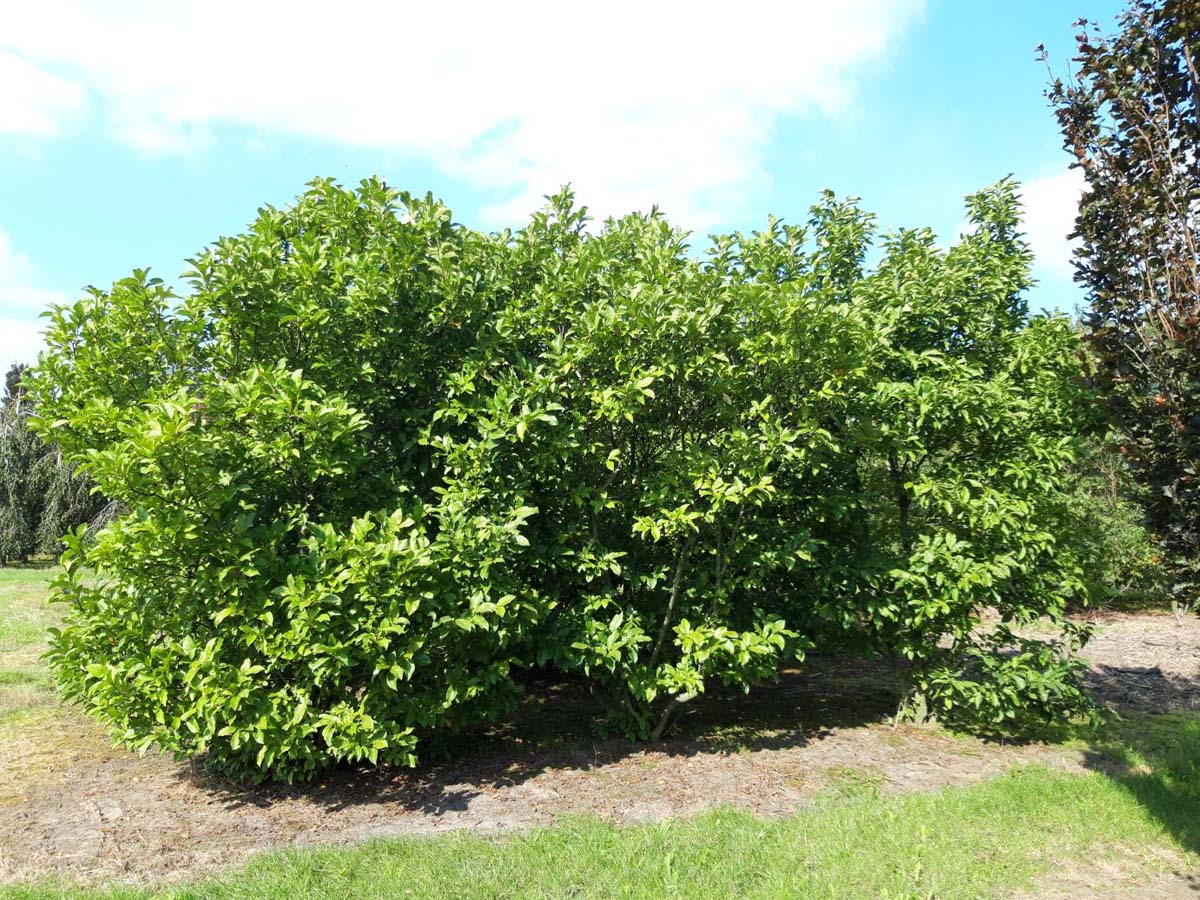 Magnolia 'Susan' meerstammig / struik meerstammig