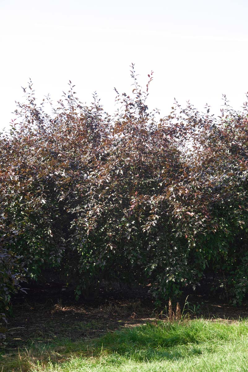 Malus toringo 'Freja' meerstammig / struik meerstammig