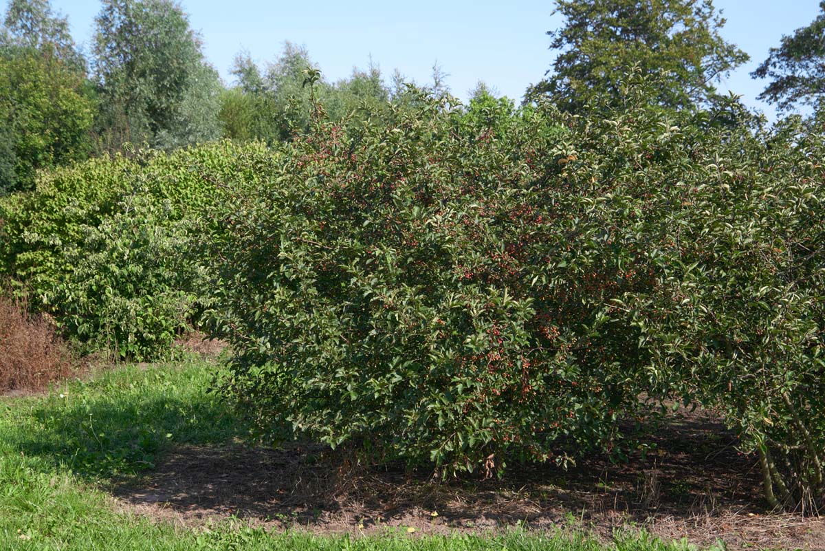 Malus toringo sargentii meerstammig / struik meerstammig