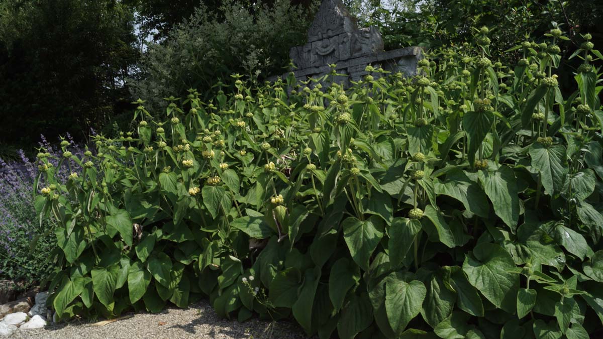 Phlomis russeliana tuinplanten