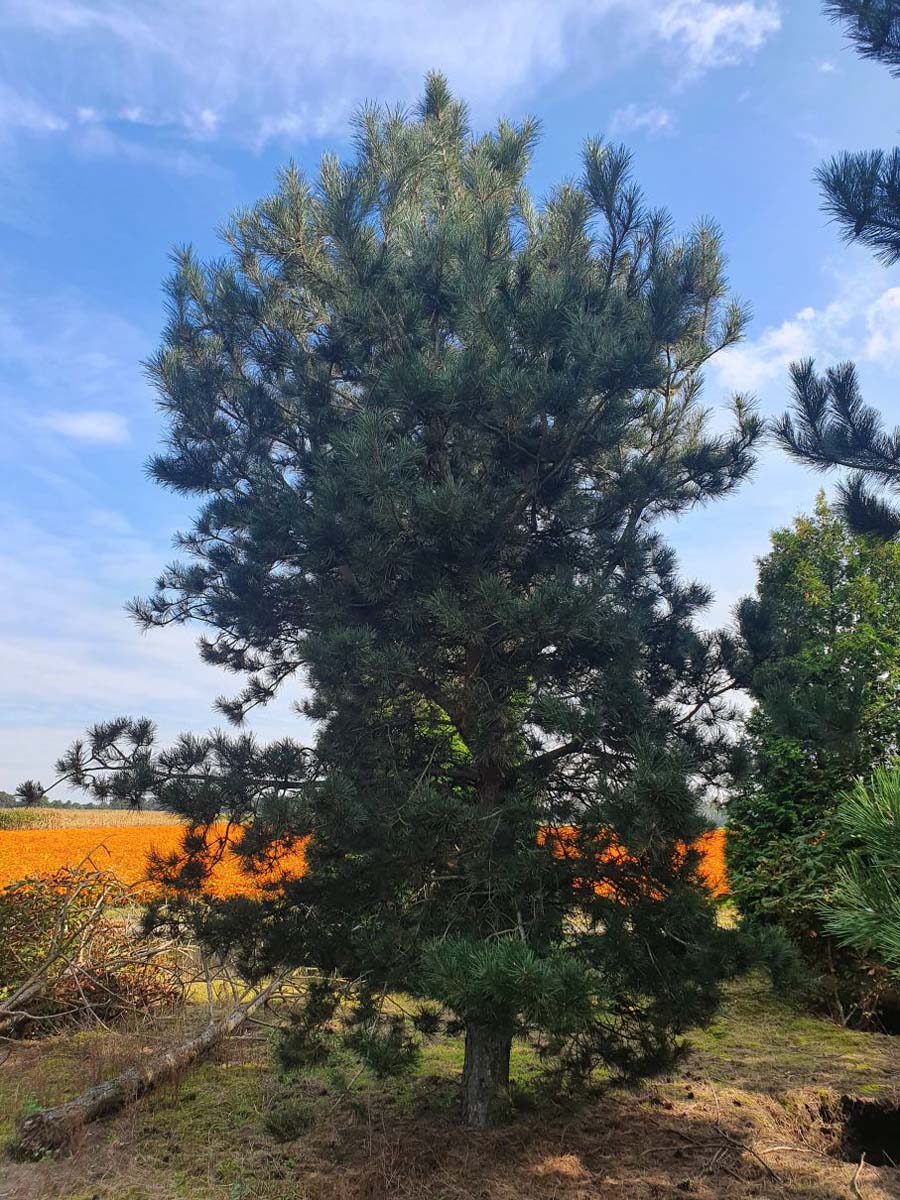 Malus sylvestris solitair solitair