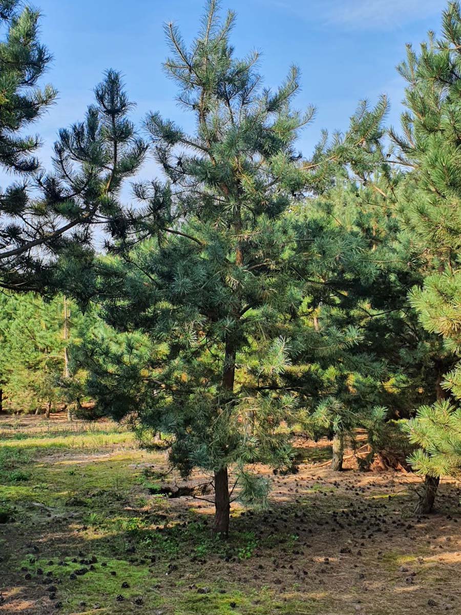 Malus sylvestris solitair solitair