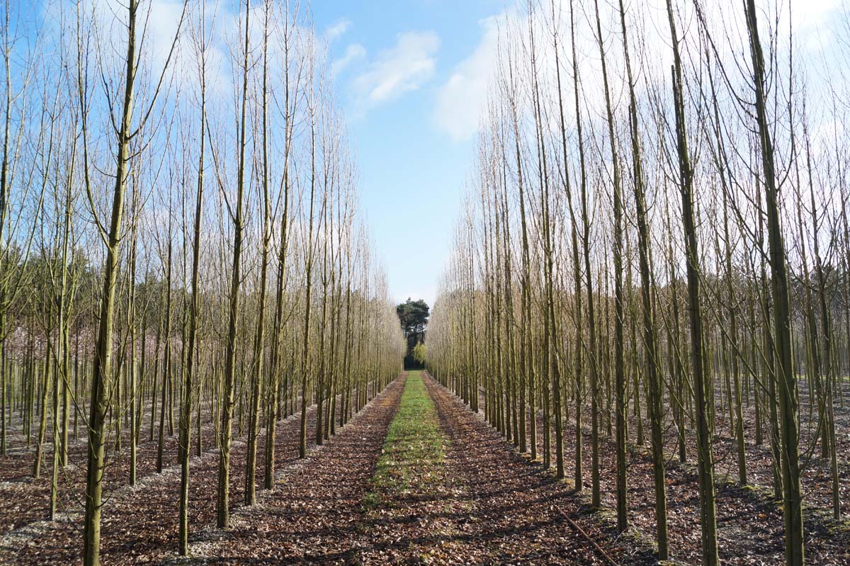 Populus nigra 'Italica' op stam op stam