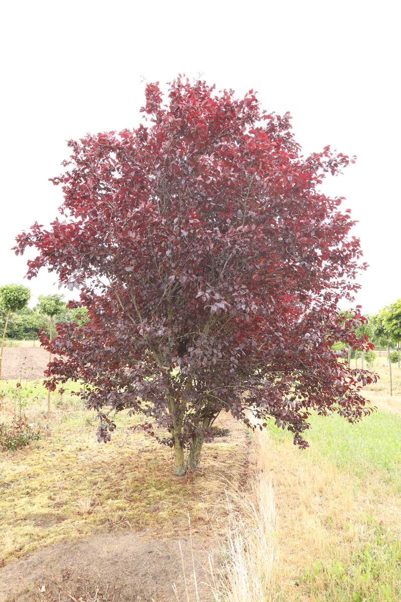 Prunus cerasifera meerstammig / struik meerstammig