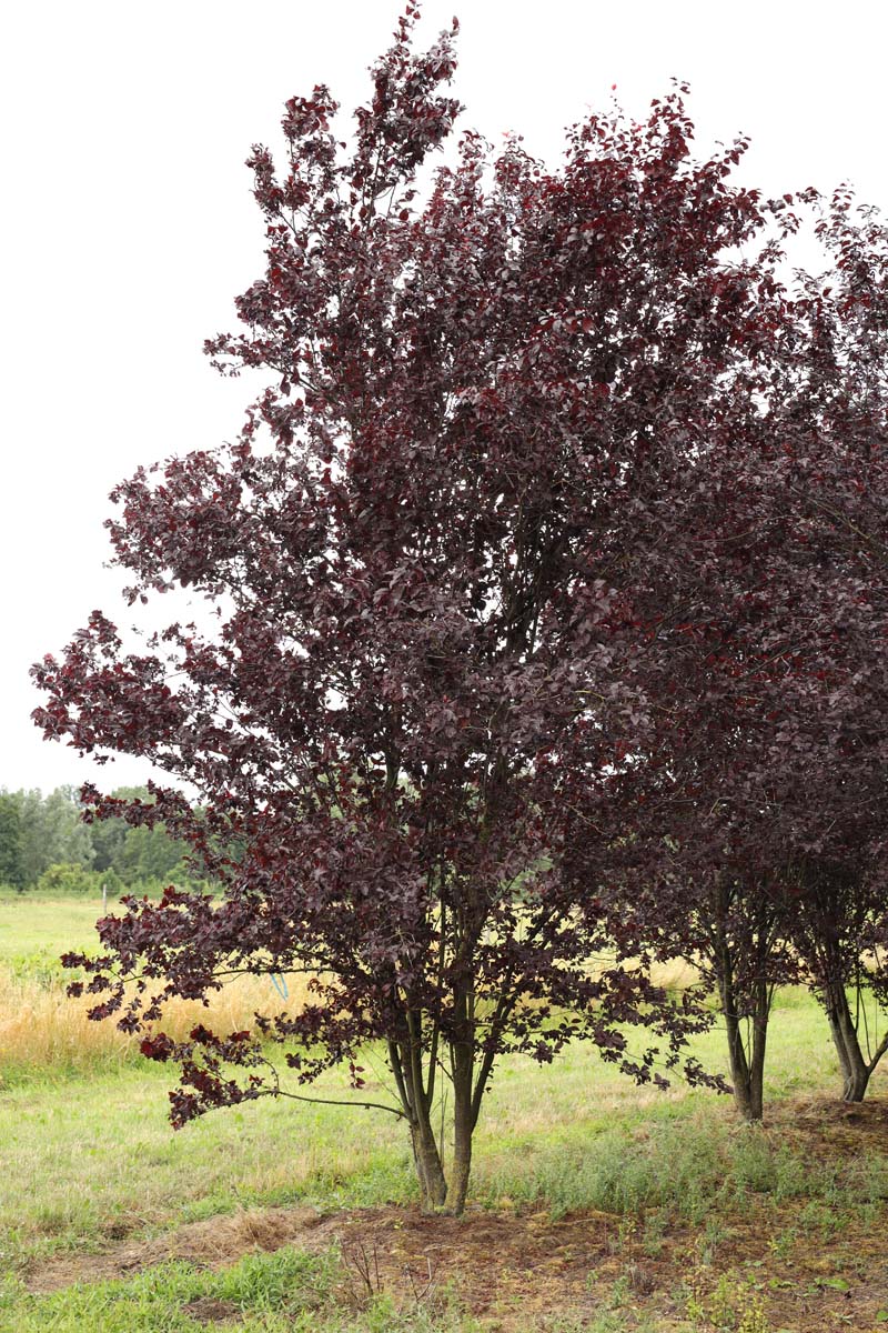 Prunus cerasifera meerstammig / struik meerstammig