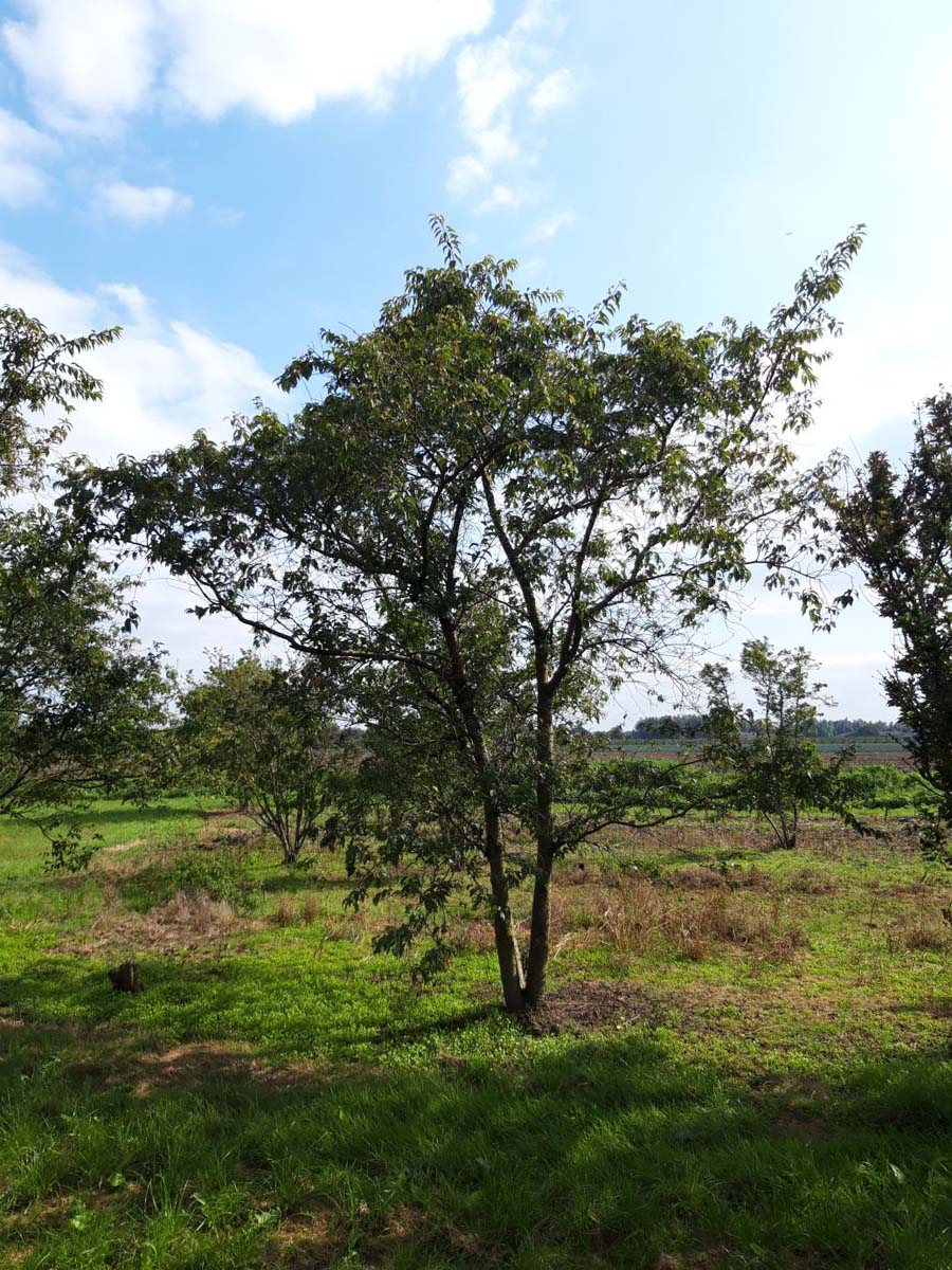 Prunus incisa 'Fujiyama' meerstammig / struik meerstammig