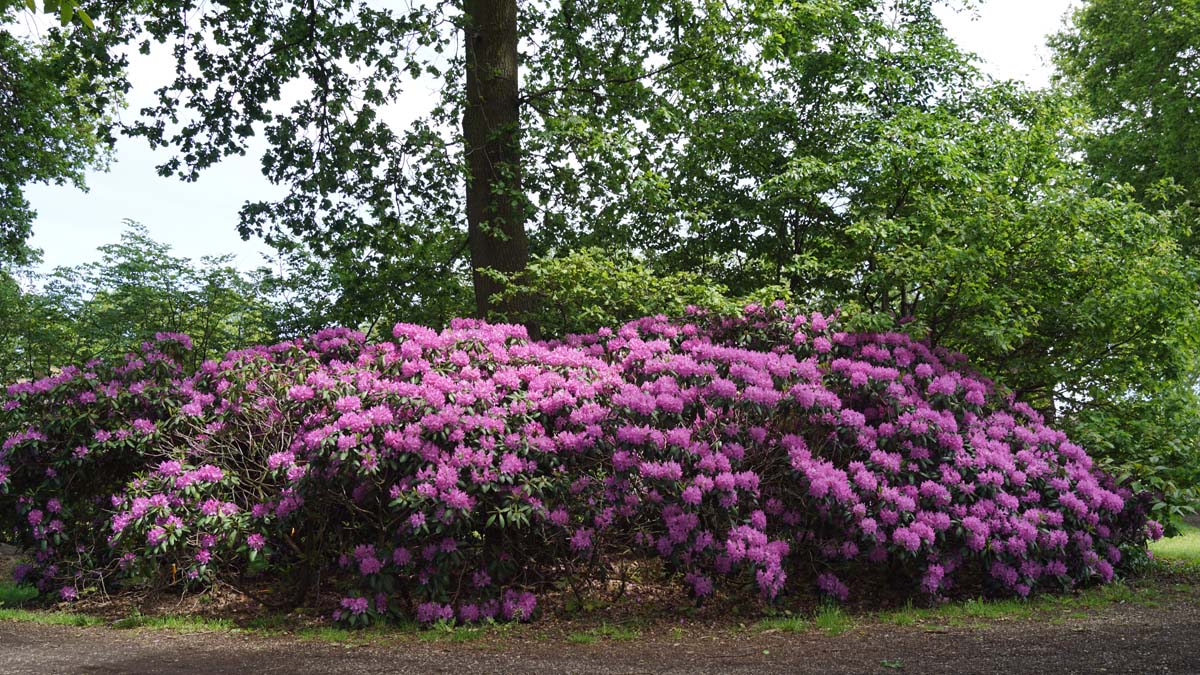 Rhododendron 'Roseum Elegans' meerstammig / struik struik