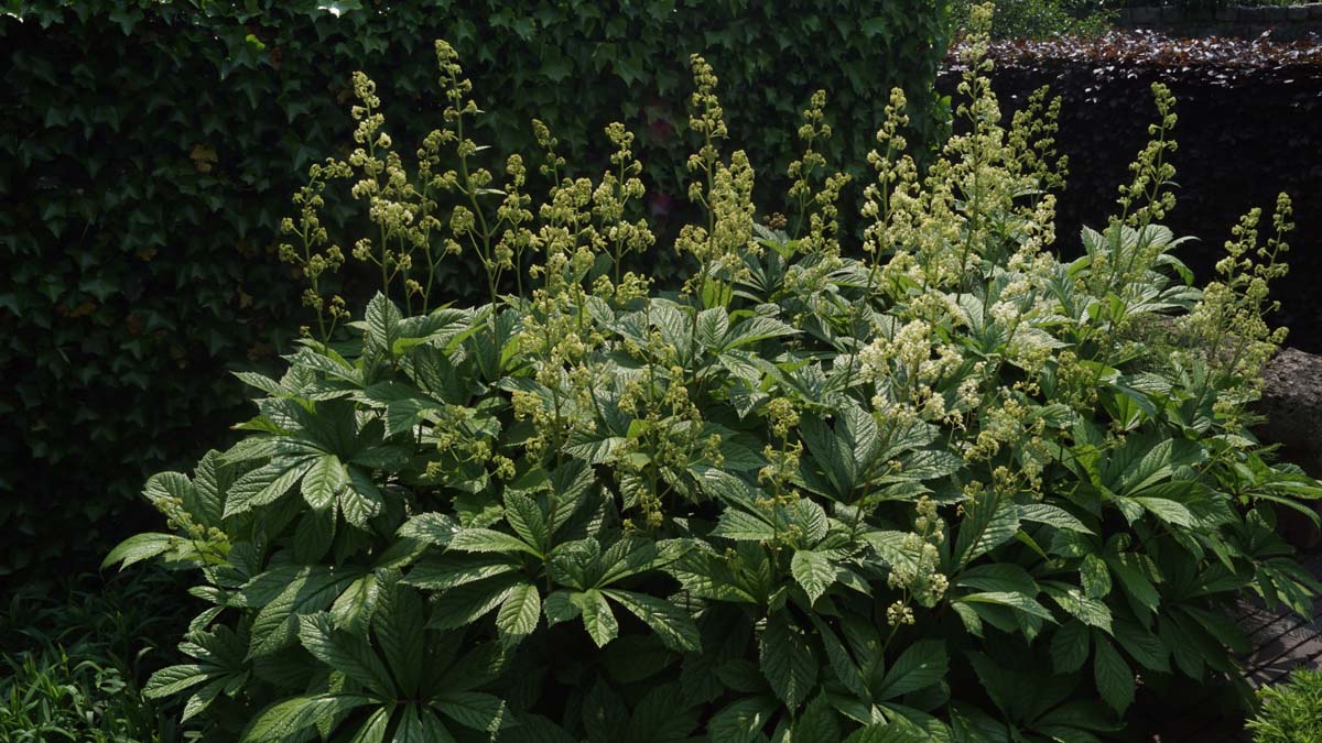 Rodgersia aesculifolia tuinplanten