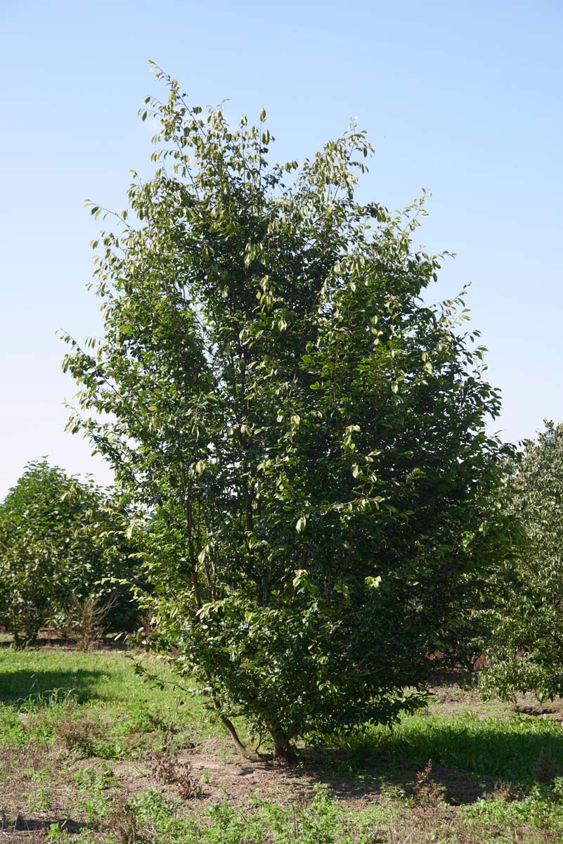 Sycoparrotia semidecidua meerstammig / struik meerstammig