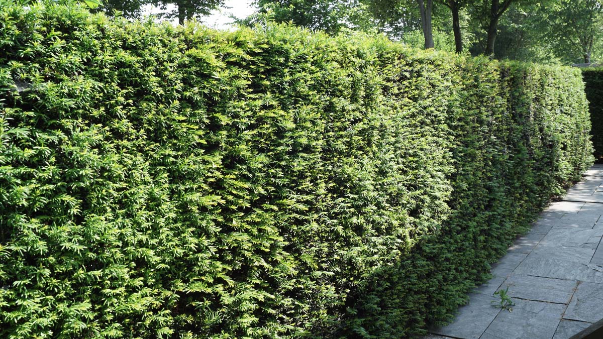 Taxus baccata haagplant haagplant