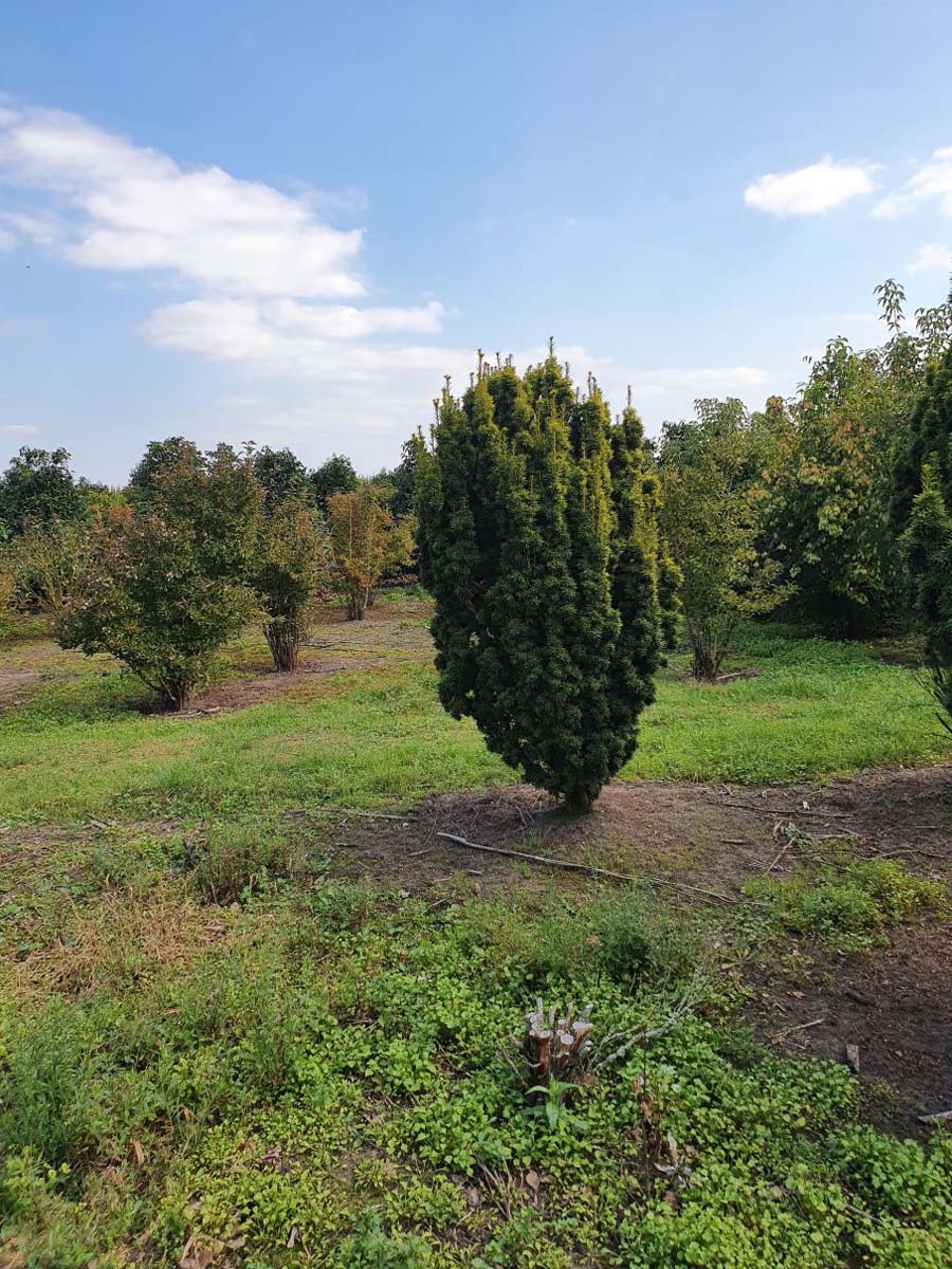 Taxus baccata 'David' solitair