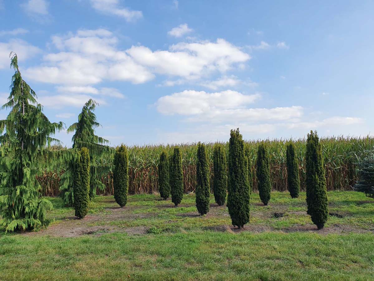 Taxus baccata 'Fastigiata Aurea' solitair