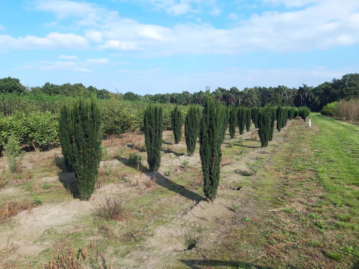 Taxus baccata 'Fastigiata Robusta' solitair