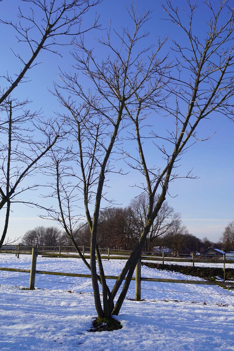 Tetradium daniellii meerstammig / struik meerstammig