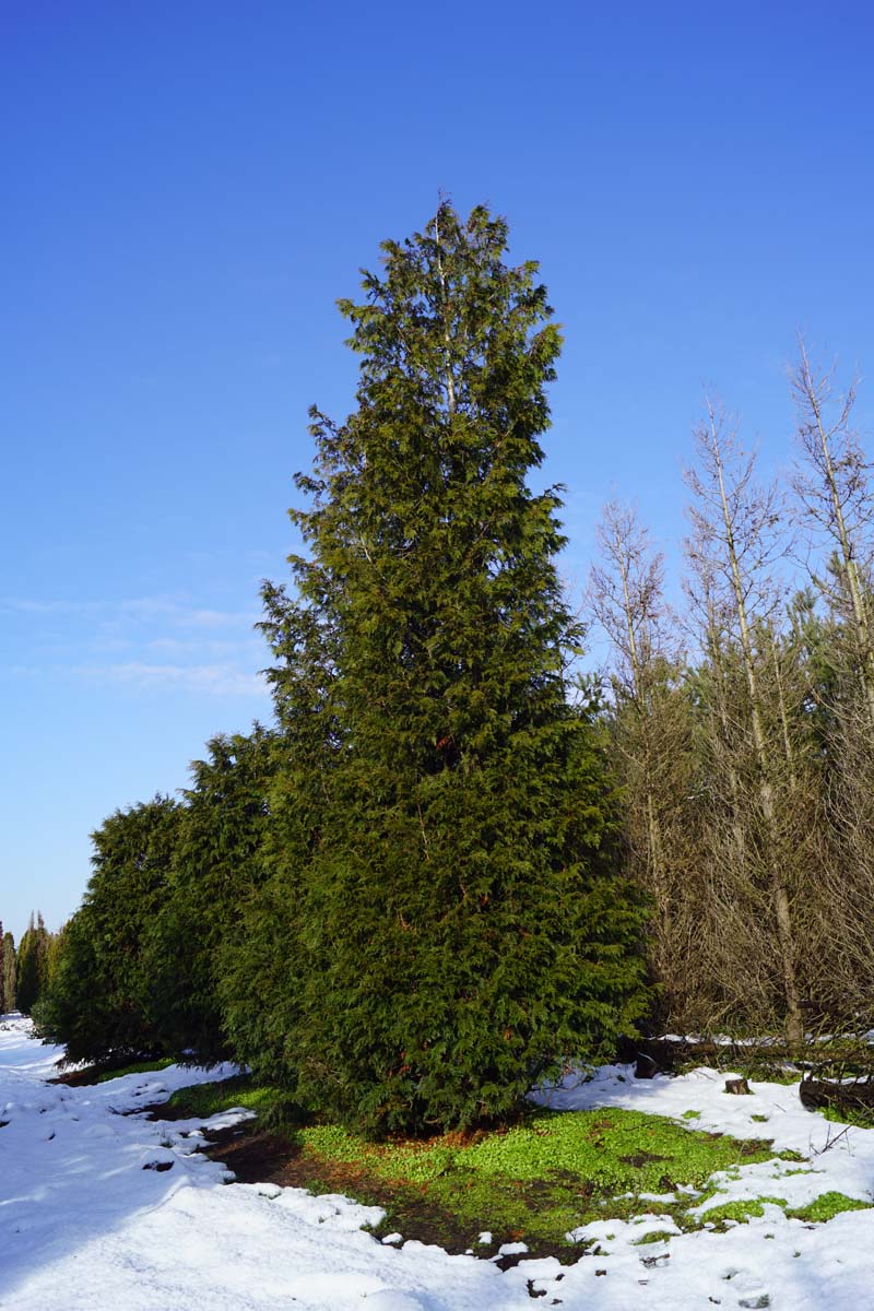 Thuja occidentalis 'Brabant' solitair solitair