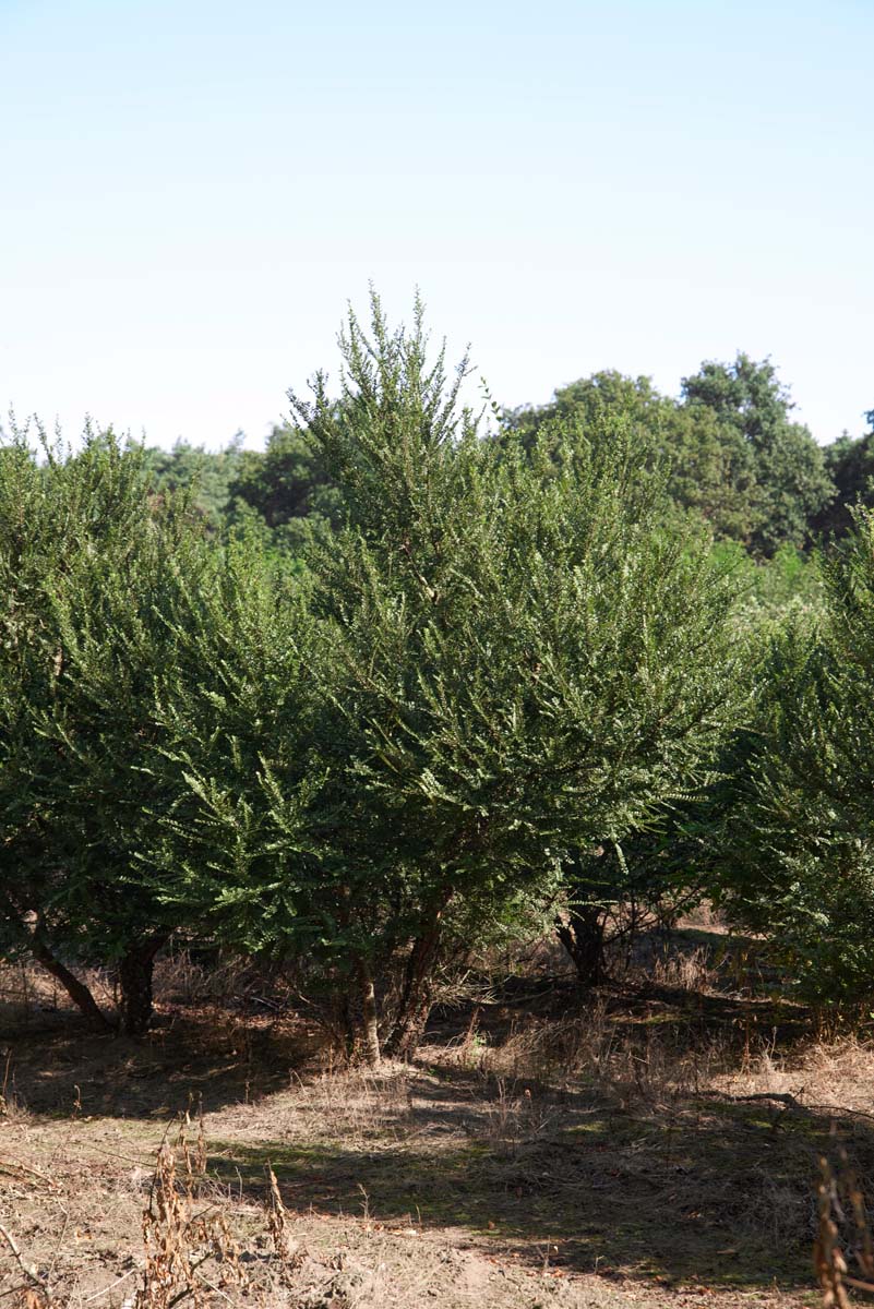 Ulmus parvifolia 'Sagei' meerstammig / struik meerstammig