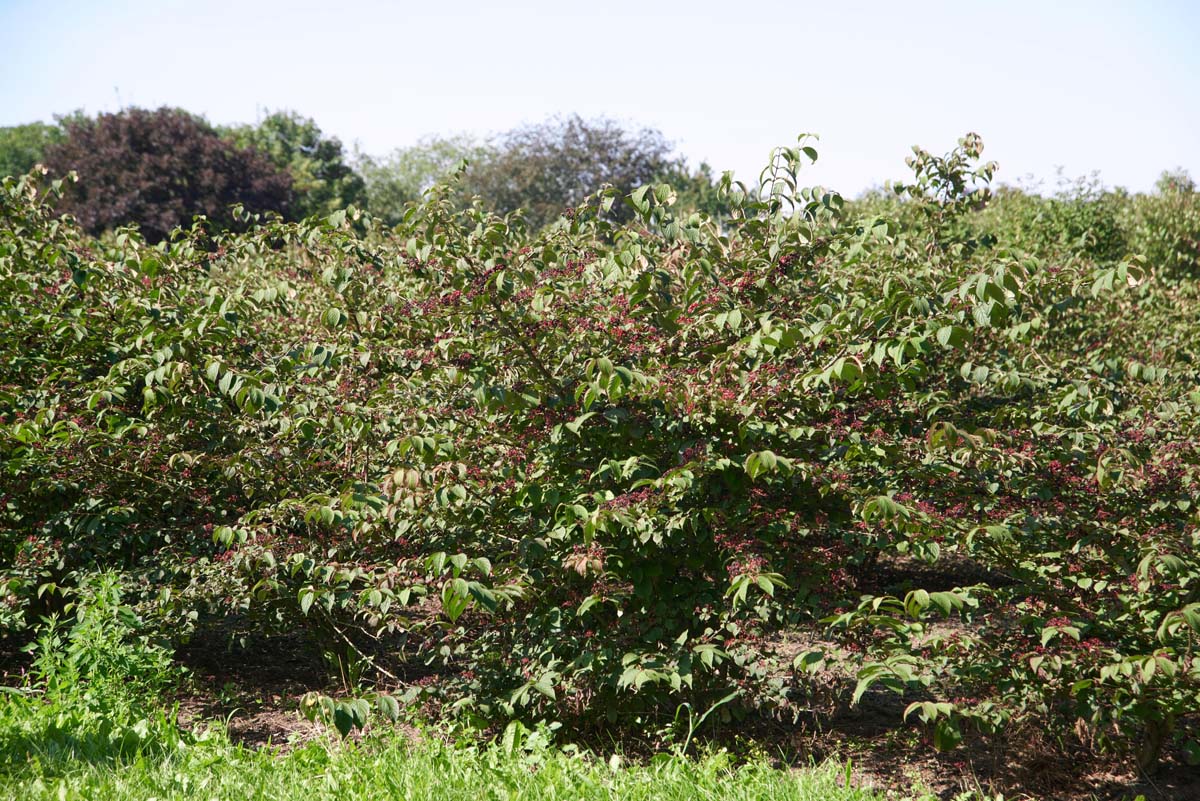 Viburnum plicatum 'Rowallane' meerstammig / struik struik