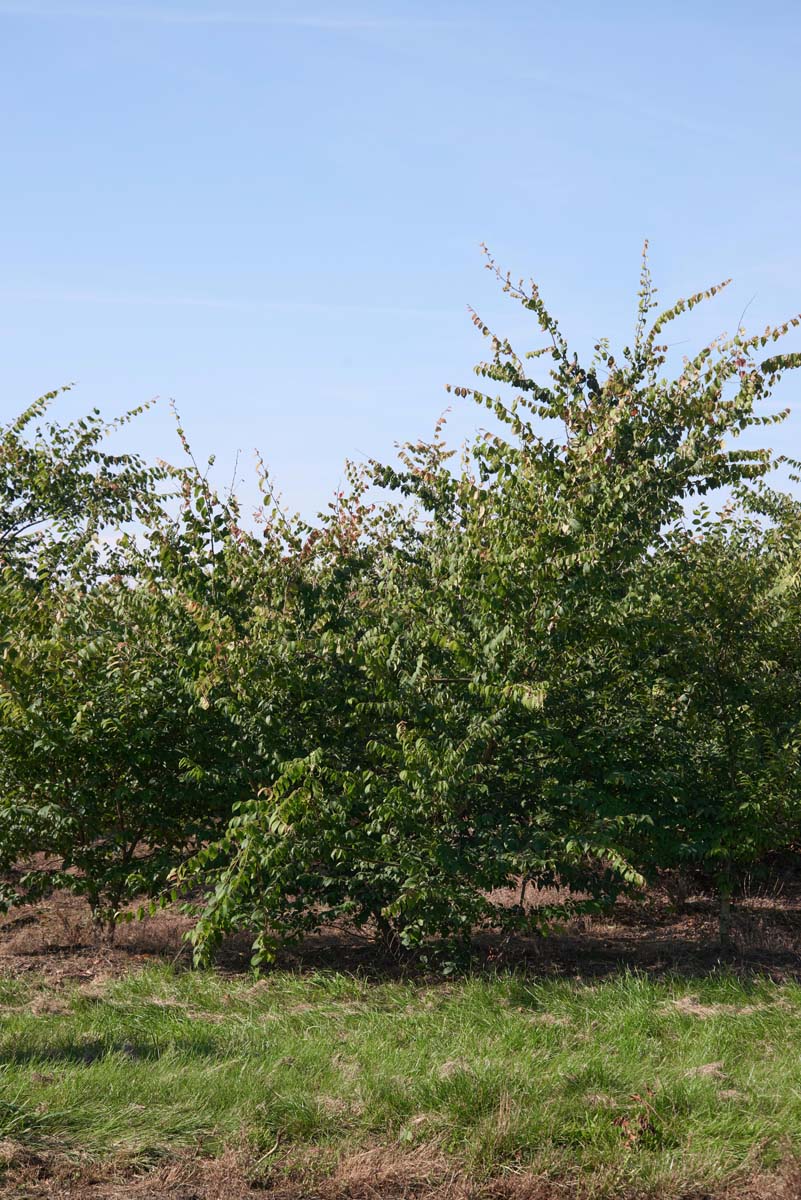 Zelkova serrata meerstammig / struik meerstammig