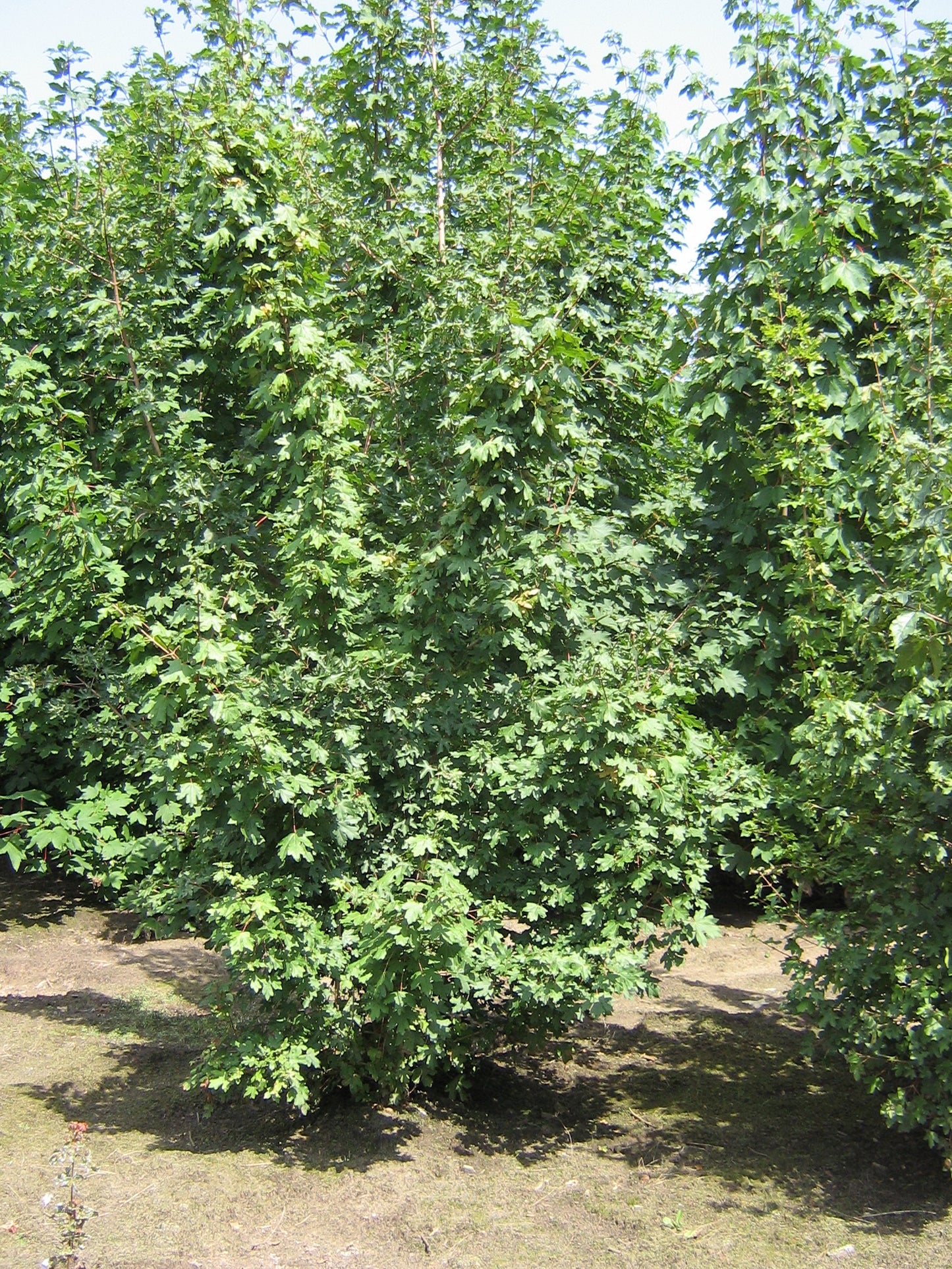 ACCAMPES200-250DRMRSTAM hoogte 200-250