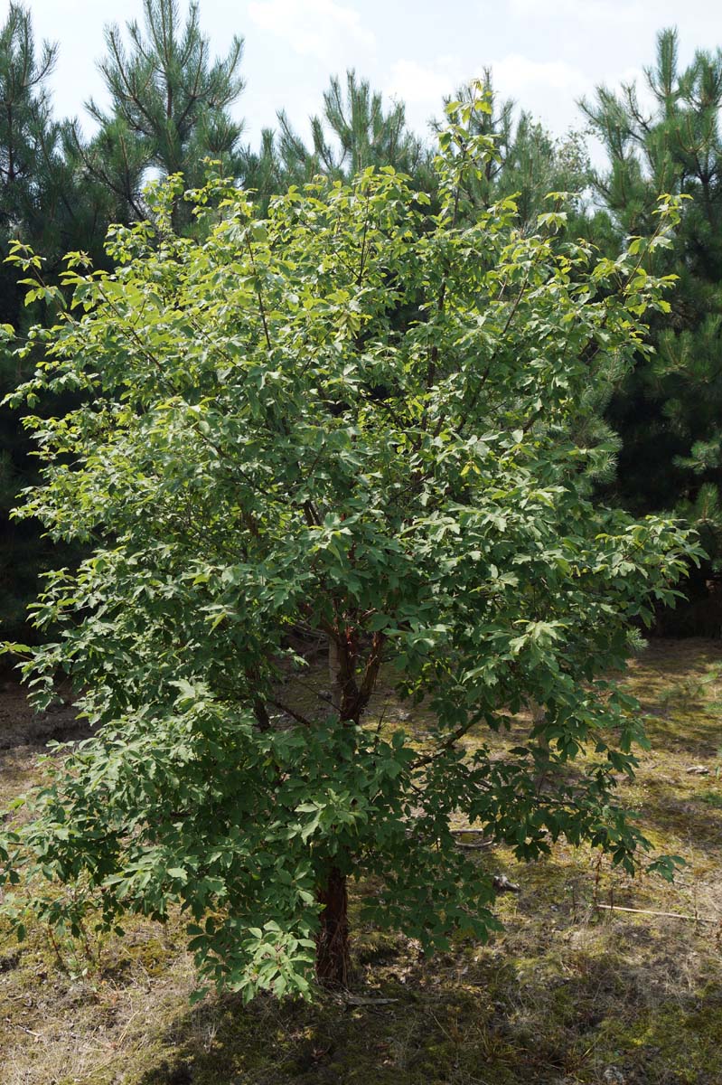 ACGRISEU200-250DRSOL hoogte 200-250