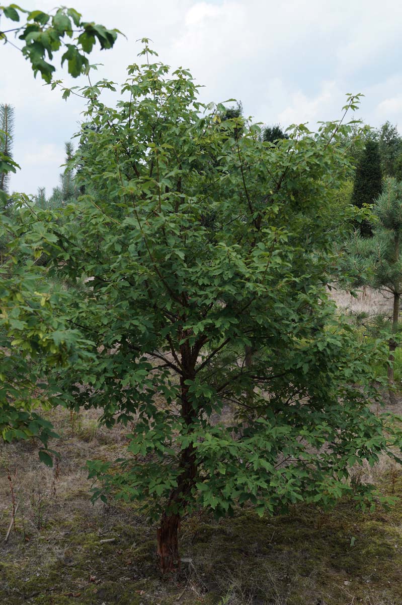 ACGRISEU250-300DRSOL hoogte 250-300