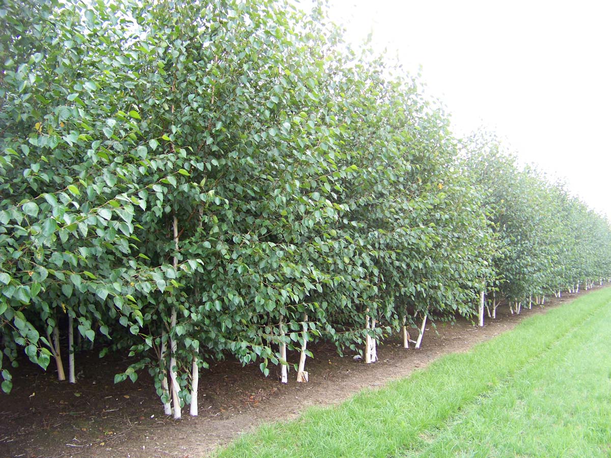 BEUDOORE550-600DRMRSTAMw200300 hoogte 550-600