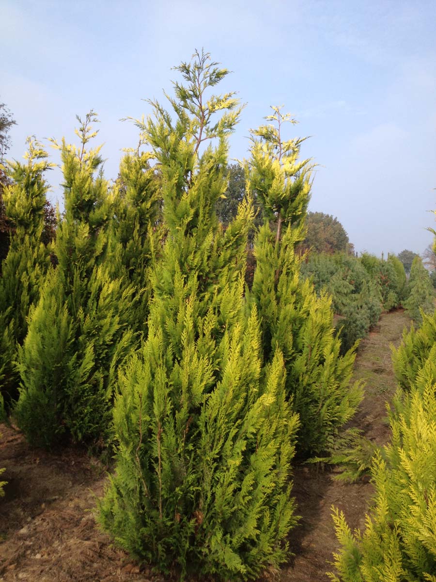 CHLIVONN200-250DRSOLw100150 hoogte 200-250