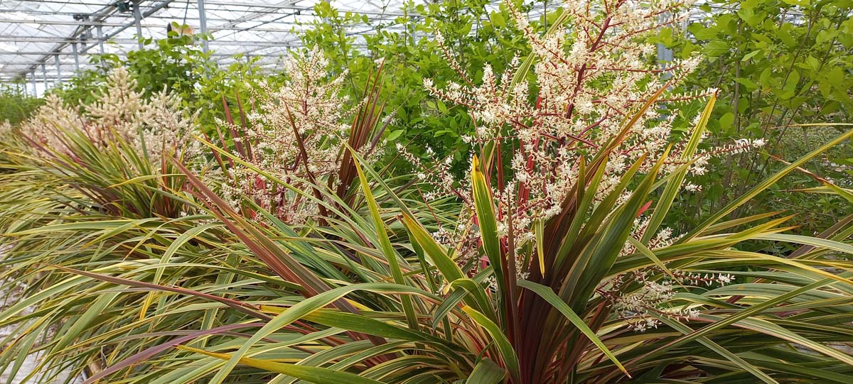 Cordyline 'Can Can' bloem