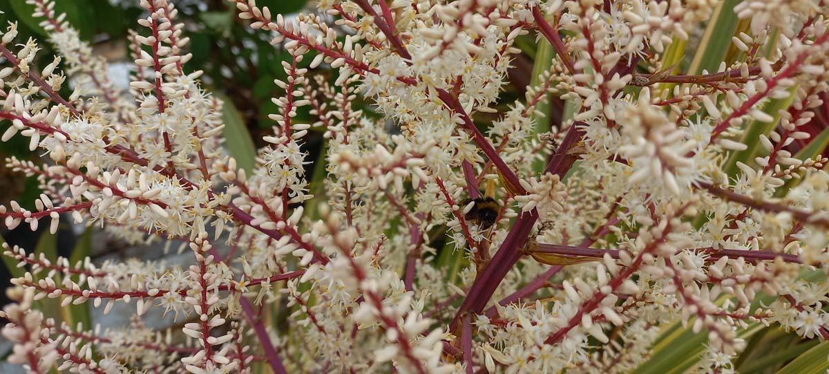 Cordyline 'Can Can' meerstammig / struik bloem