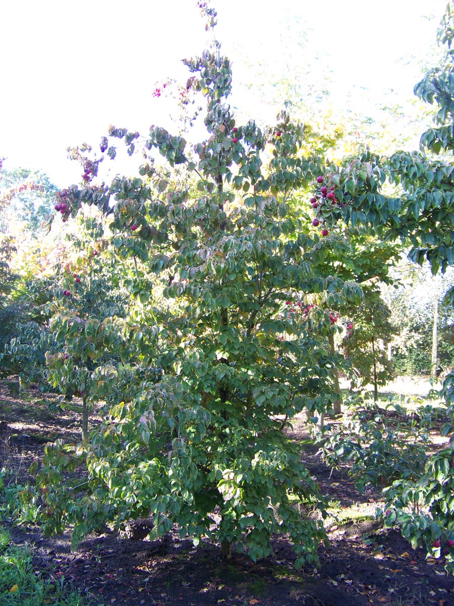 COKCHINE300-350DRSOLw150200 hoogte 300-350