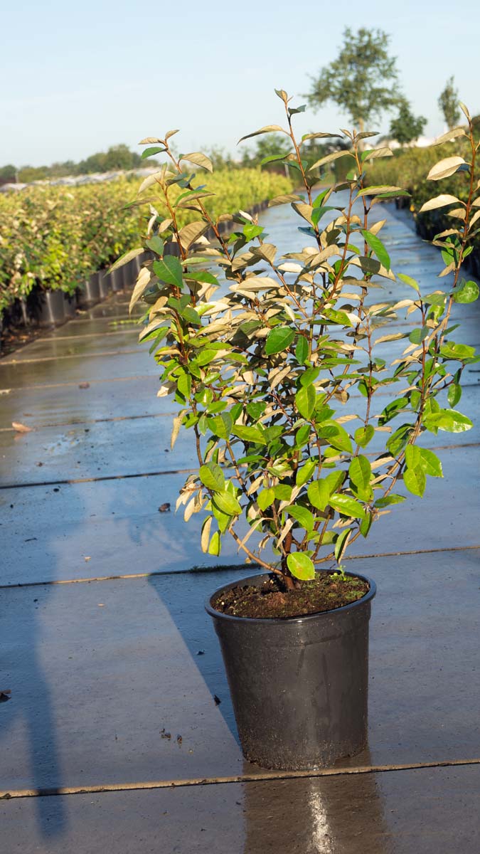 ELEBBING60-80C10 hoogte 60-80