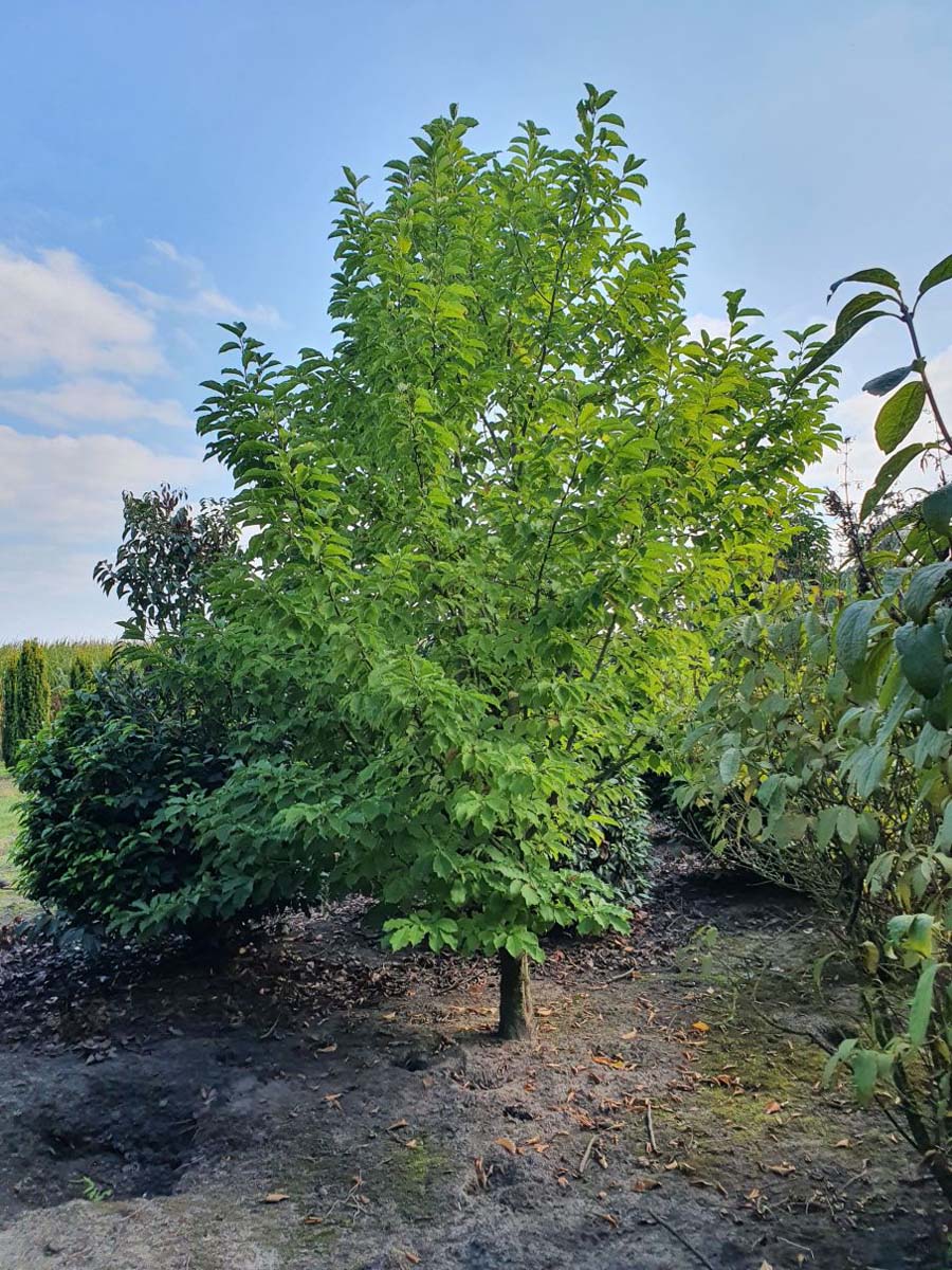 MAKOBUS600-700DRSOLw200300 hoogte 600-700