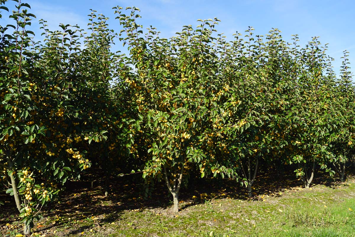 MAGHENRY350-400DRMRSTAM hoogte 350-400