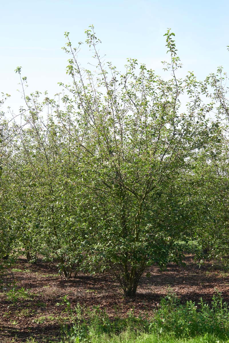 MAPSPREN400-450DRMRSTAM hoogte 400-450