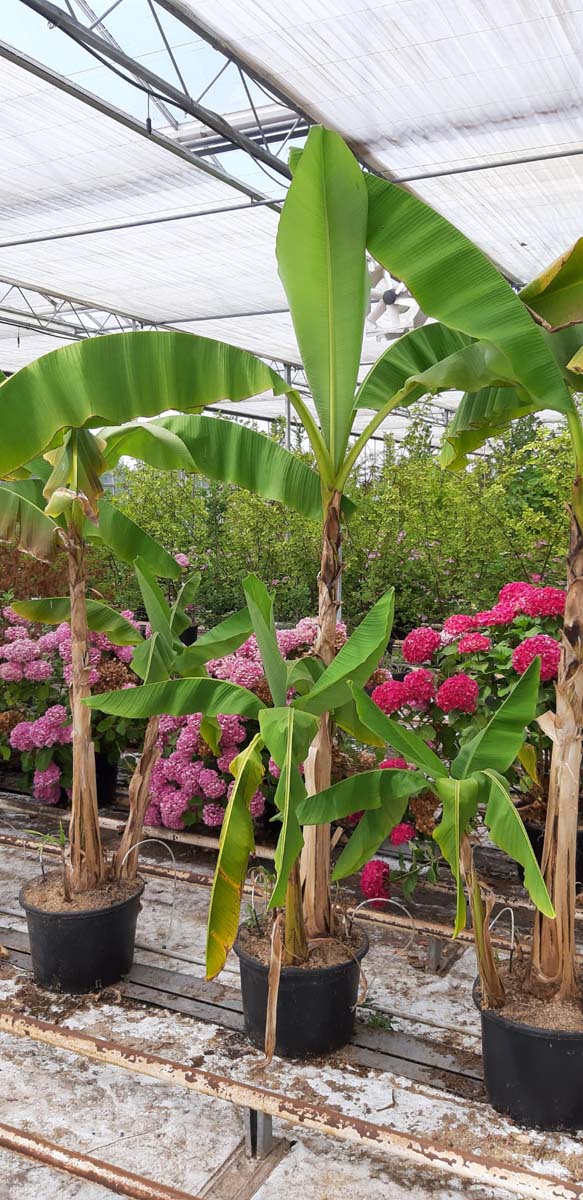 MUBASJOO200-250C40SOL hoogte 200-250