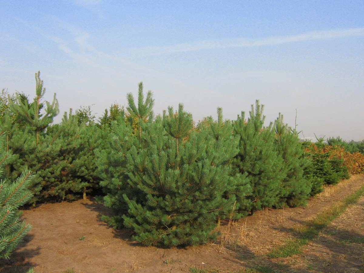 PISYLVES250-300DRSOL hoogte 250-300