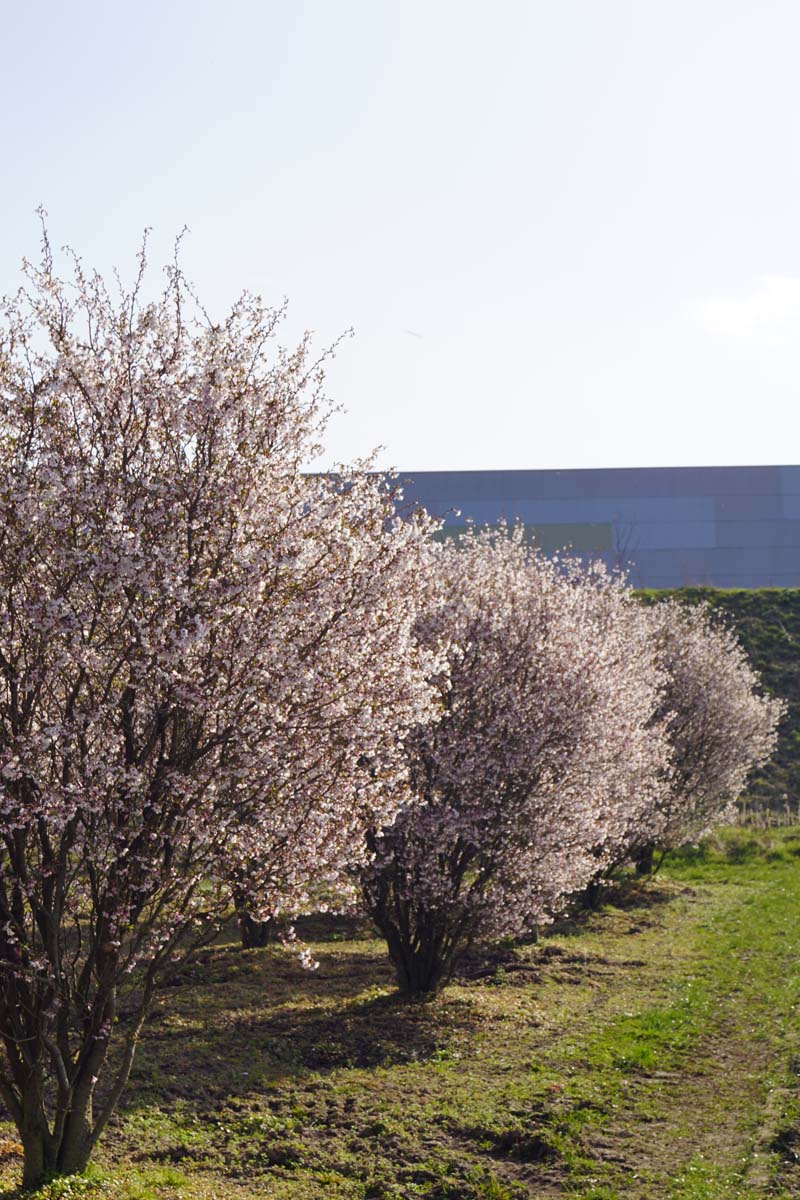 PRIKNMAI250-300DRSTRw200300 hoogte 250-300